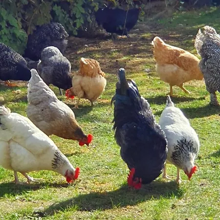 Thuers Im Busch - Upkammer - Ab 3 Naechte - Mit Stil In Апартаменты